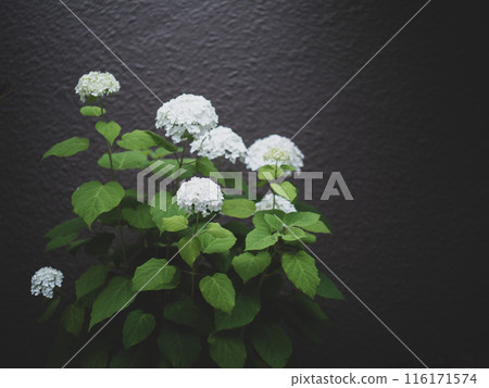 Hydrangea flowers on a calm day 116171574