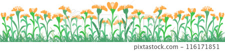 row of orange row of orange 116171851