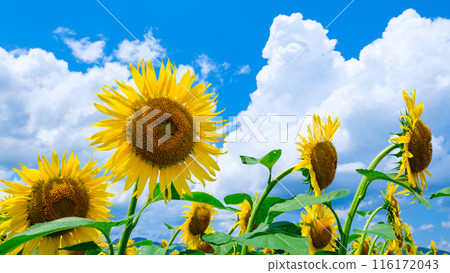 sunflower	 116172043