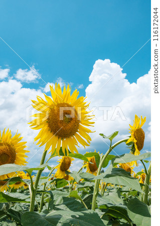 sunflower	 116172044