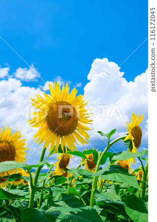 sunflower	 116172045