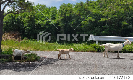 Goats of Tarama Island (Miyako Islands, Okinawa Prefecture) Goats of Tarama Island (Miyako Islands, Okinawa Prefecture) 116172150