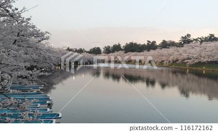 黃昏時的西護城河櫻花(弘前公園) 黃昏時的西護城河櫻花(弘前公園) 116172162