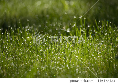 Delicate detail of the dewdrops evoking the vitality and tranquility 116172183