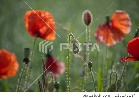 Red poppy flowers blooming in a lush green field on a sunny day 116172184
