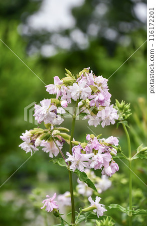 美味醬 美味醬 116172201