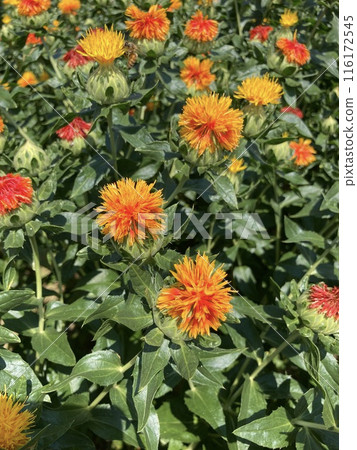 Safflower field Safflower field 116172545