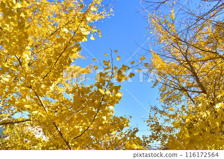Taiyuan Ginkgo Fukuoka Ginkgo Autumn 116172564