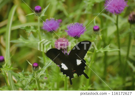 A swallowtail butterfly flies to a thistle flower in a forest in early summer 116172627