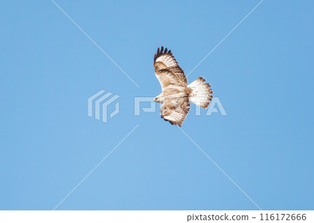 A beautiful Rough-legged Hawk (Accipitridae) in flight. On the banks of the Tone River, Gunma Prefecture, Japan. Photographed in March 2024. 116172666