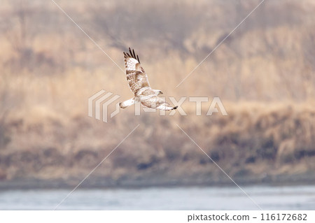 A beautiful Rough-legged Hawk (Accipitridae) in flight. On the banks of the Tone River, Gunma Prefecture, Japan. Photographed in March 2024. A beautiful Rough-legged Hawk (Accipitridae) in flight. On the banks of the Tone River, Gunma Prefecture, Japan. Photographed in March 2024. 116172682