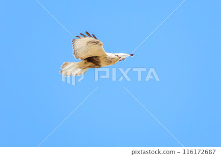 飛行中的美麗的柯辛禿鷹（鷹科）。  日本群馬縣利根川河床。拍攝於 2024 年 3 月。 116172687