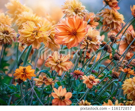 Orange flower field wallpaper Orange flower field wallpaper 116172857