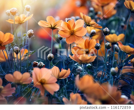 華麗的花壁紙 華麗的花壁紙 116172859