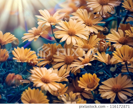 Yellow flower field wallpaper Yellow flower field wallpaper 116172871