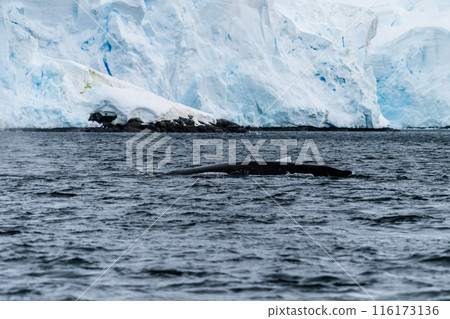 Close-up of the back and dorsal fin of a humpback whale 116173136