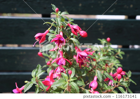 可愛的紅紫紅色花朵 可愛的紅紫紅色花朵 116173141
