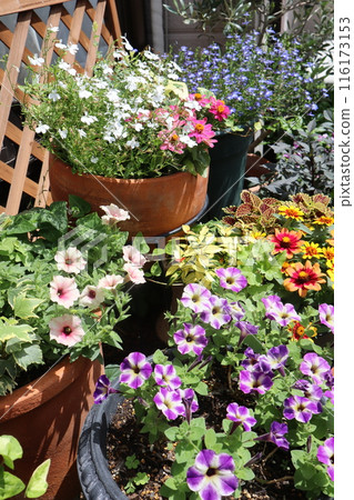 夏季花卉種植及盆栽 116173153
