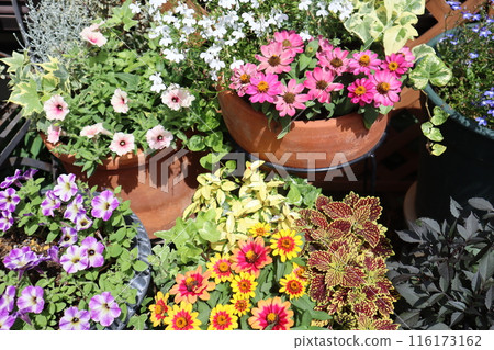 五顏六色的鮮花和盆栽 116173162