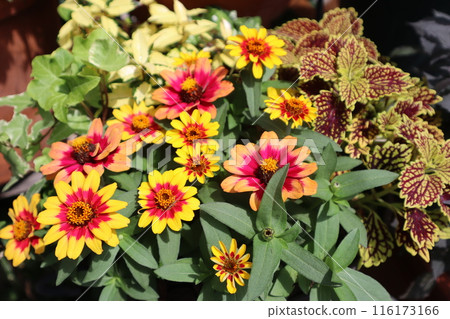 Colorful zinnia flower arrangement Colorful zinnia flower arrangement 116173166