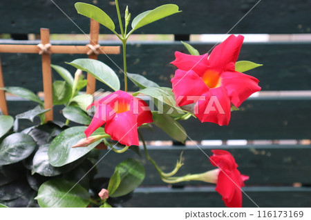 Sun parasol red flowers Sun parasol red flowers 116173169