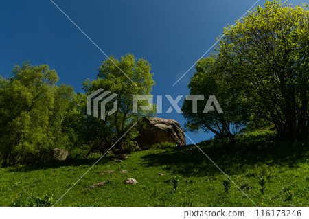 Steep mountain slope with snow patches and green vegetation Steep mountain slope with snow patches and green vegetation 116173246