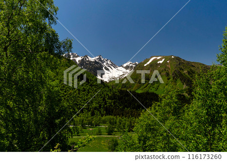 Snow-capped mountain peaks with lush green forests 116173260