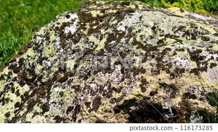 Moss and lichen-covered rock in grassy meadow. Moss and lichen-covered rock in grassy meadow. 116173285
