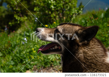 Side view dog in green field with flowers. 116173321