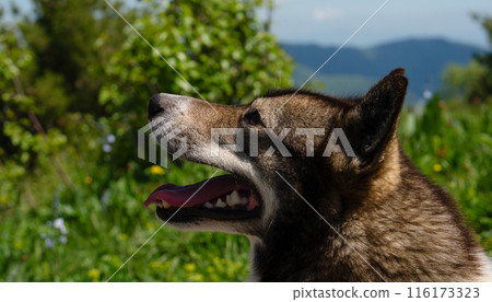 Profile dog in green field, tongue out 116173323