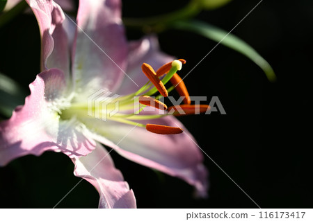 東方百合 116173417