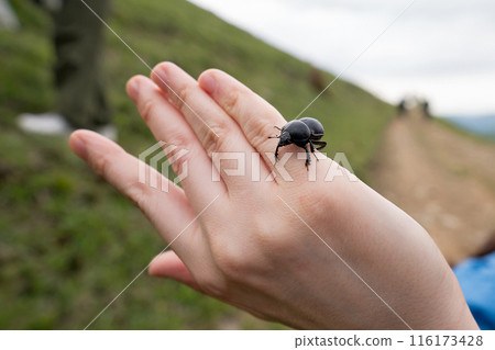 Black beetle on person's hand in grassy area. 116173428