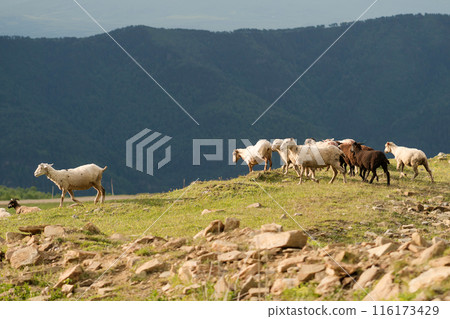 Flock of sheep grazing on hillside with mountainous background. Flock of sheep grazing on hillside with mountainous background. 116173429