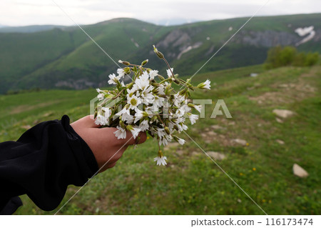 Hand holding bouquet of Cerastium alpinum Hand holding bouquet of Cerastium alpinum 116173474