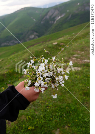 Hand holding bouquet of white wildflowers 116173476