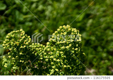 Green flowering plant with numerous tiny blooms 116173505