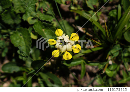 Single yellow wildflower with delicate petals in green field. Single yellow wildflower with delicate petals in green field. 116173515