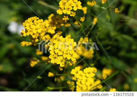 Cluster bright yellow flowers blooming in green field. Cluster bright yellow flowers blooming in green field. 116173528