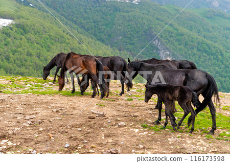 Herd of horses, including foals, grazing on rocky hillside Herd of horses, including foals, grazing on rocky hillside 116173598