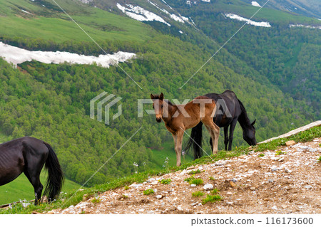Foal and mother grazing on rocky slope with green hills Foal and mother grazing on rocky slope with green hills 116173600