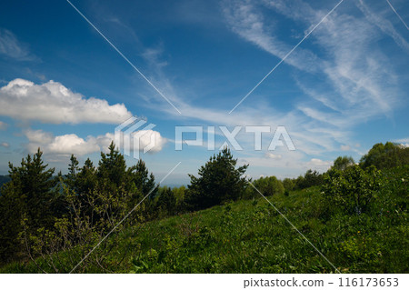 Grassy hill with pine trees and sky. 116173653