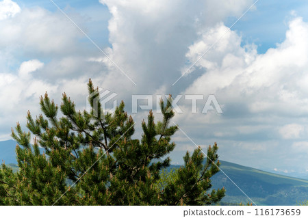 Pine tree with cloudy sky background. Pine tree with cloudy sky background. 116173659