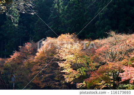 我去了名倉川谷#10 我去了名倉川谷#10 116173693