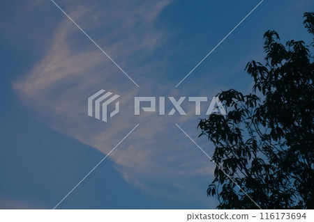 初夏的夕陽雲朵,形狀像翅膀 初夏的夕陽雲朵,形狀像翅膀 116173694