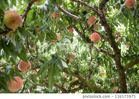 Momohatake 116173975