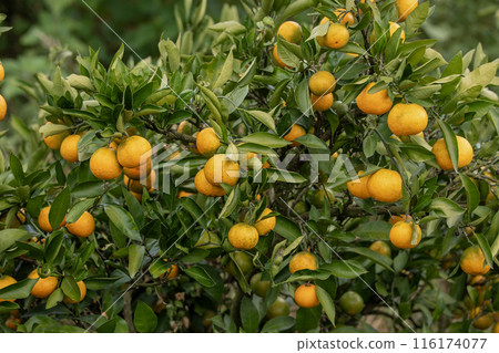 Mandarin orange field Mandarin orange field 116174077