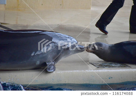 海豚海獅表演 山口水族館 海豚海獅表演 山口水族館 116174088
