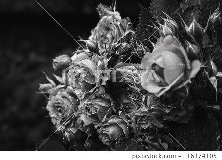 Roses in rain drops, black and white. Bouquet of roses in garden under the rain, monochrome. Beauty in nature. Love concept. Sad love. Gothic roses. Dew drops on flowers. Natural background. 116174105