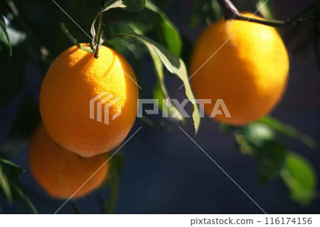 Large ripe lemon 116174156