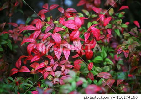 Red-colored Otafuku Nandina 116174166